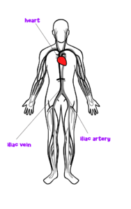 Topic - Your Circulatory System - Chalkboard Publishing