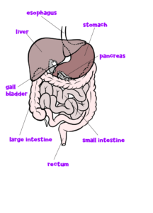 Topic - Your Digestive System - Chalkboard Publishing