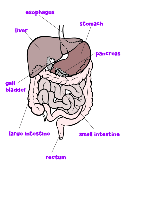 Topic - Your Digestive System - Chalkboard Publishing