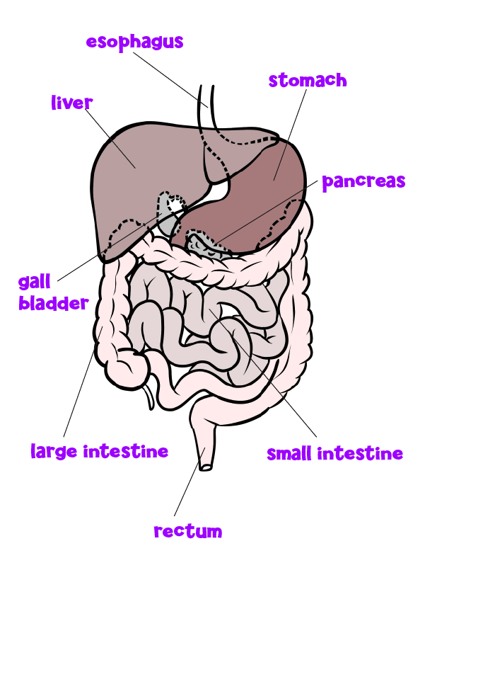 Topic - Your Digestive System - Chalkboard Publishing