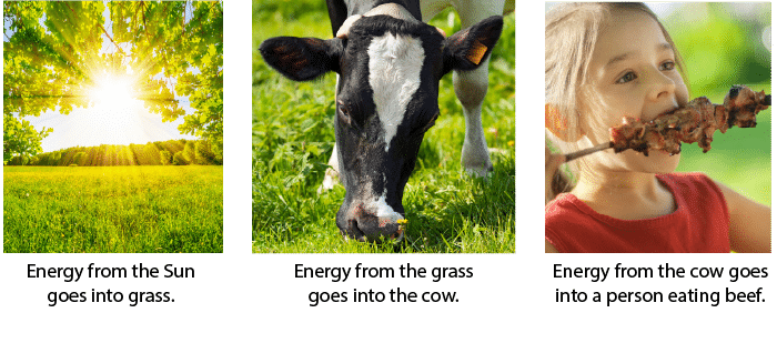 Lesson 05 - How Do Plants, Animals, and People Get Energy? - Chalkboard  Publishing