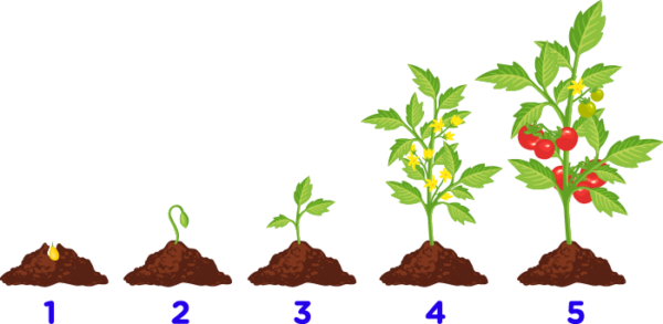 Topic – Life Cycle of a Plant - Chalkboard Publishing