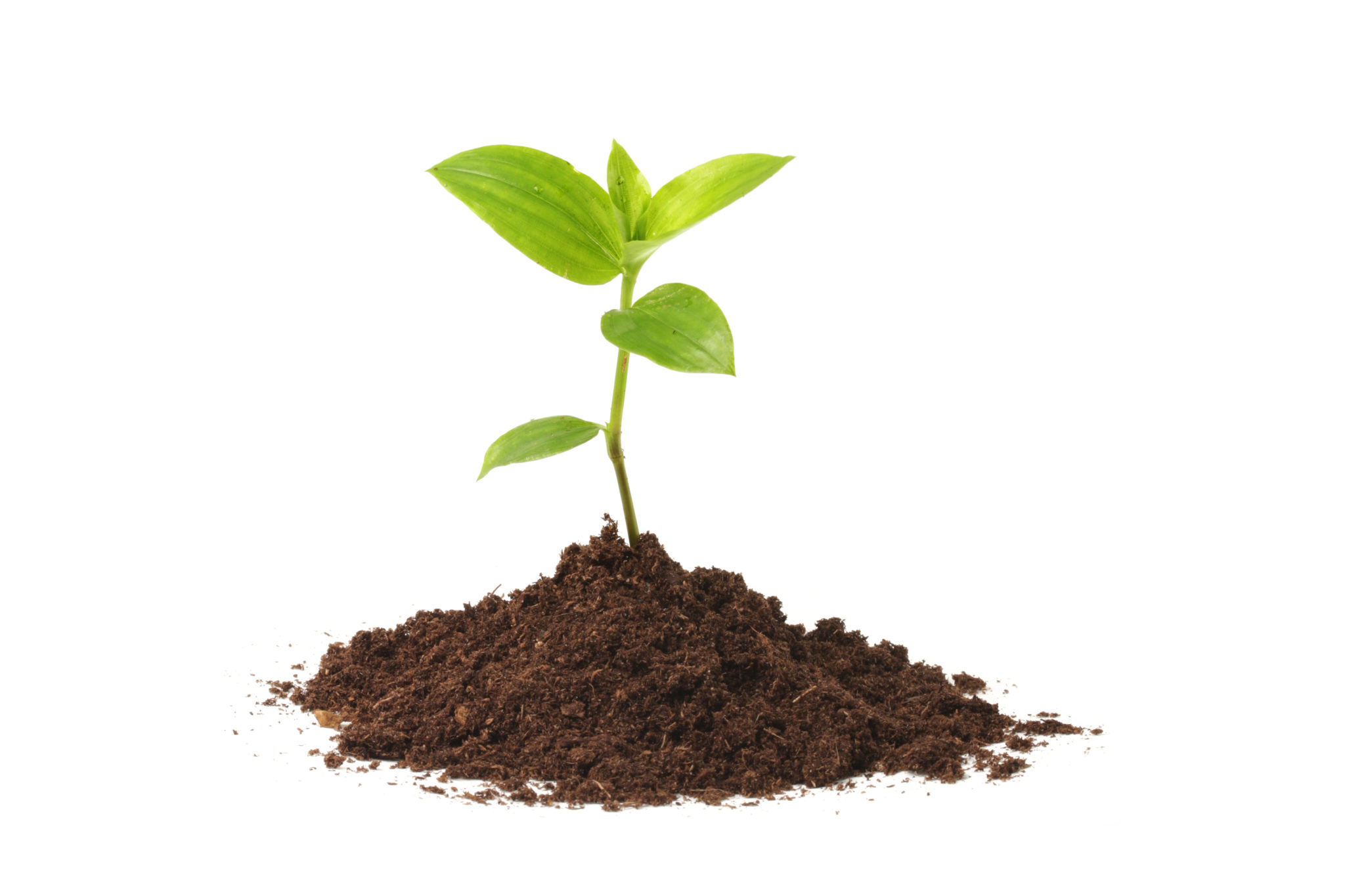 Topic Why Is Soil Important? Chalkboard Publishing