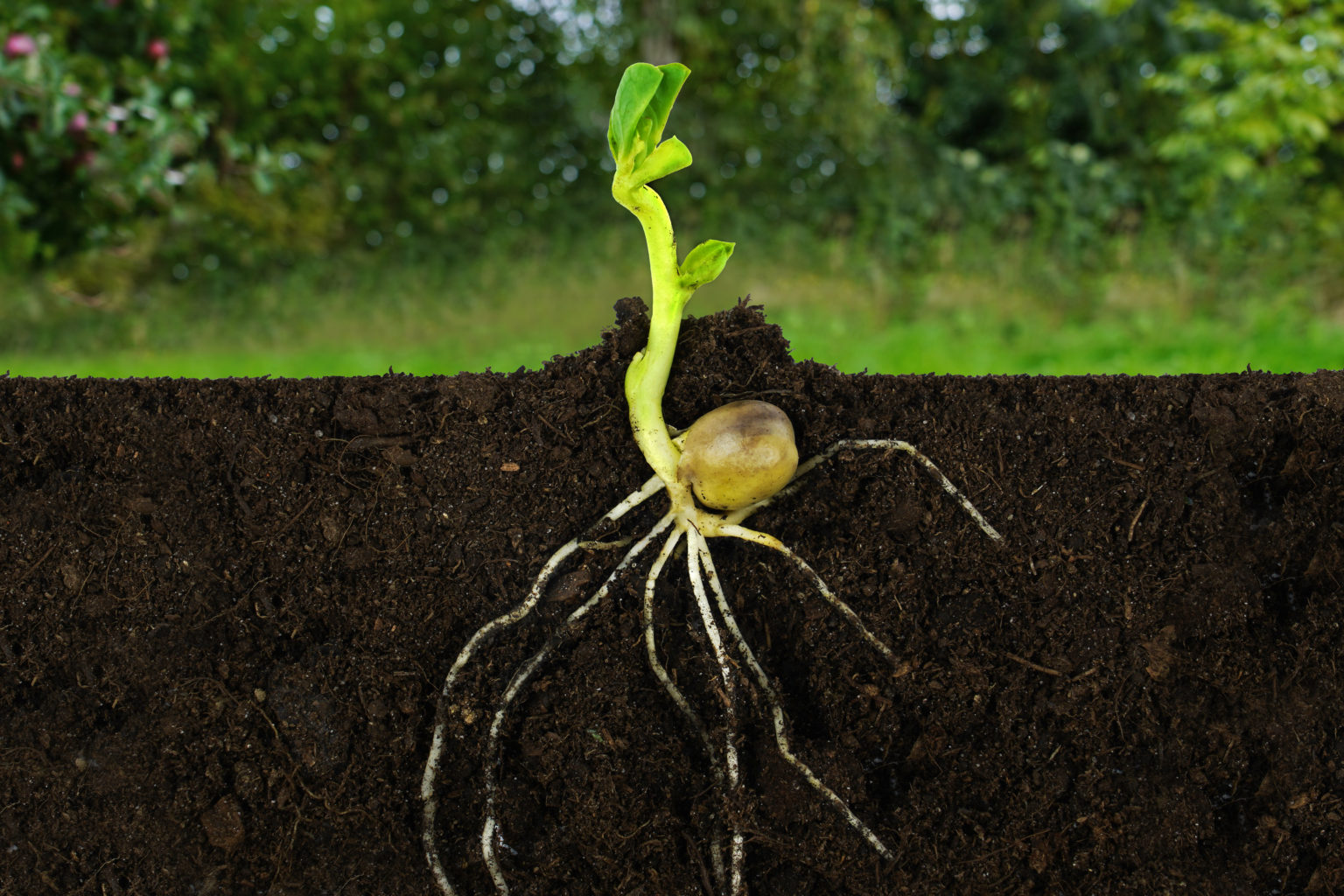 Topic Air and Water for Plant Roots Chalkboard Publishing