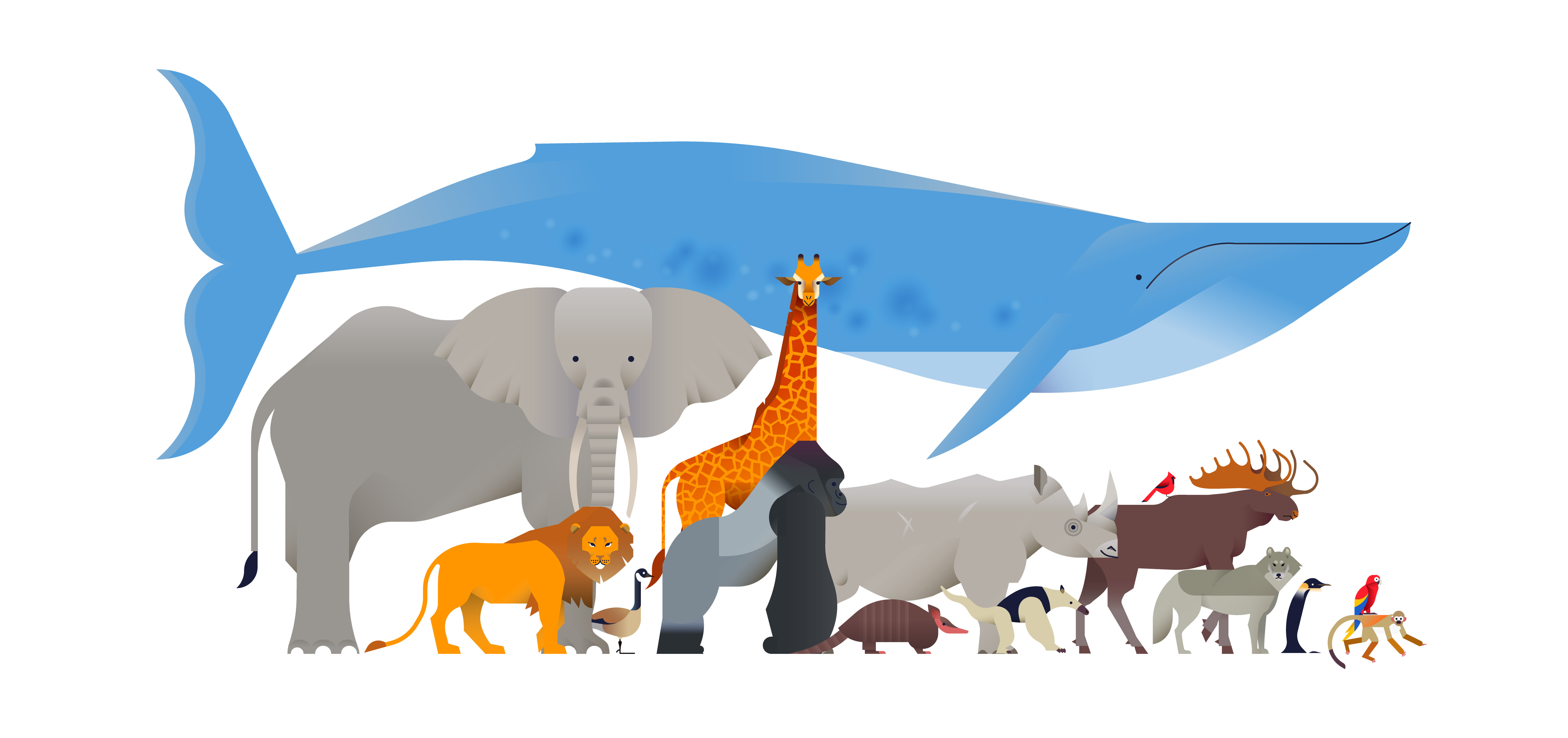 Lesson 02 - The Animal Kingdom - Chalkboard Publishing Lesson 02 - The Animal Kingdom - Chalkboard Publishing